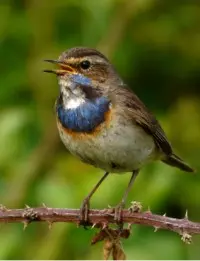 oiseaux marais salants