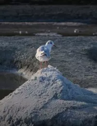 mouette rieuse