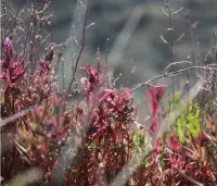 plantes marais de Guérande